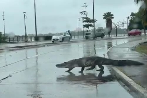 Video: Sorprende cocodrilo caminando en calles de Tampico